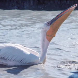 WHITE PELICAN - swallowing fish WHITE PELICAN - swallowing fish