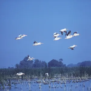 WHITE PELICANS - in flight WHITE PELICANS - in flight