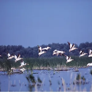 WHITE PELICANS - group in flight WHITE PELICANS - group in flight