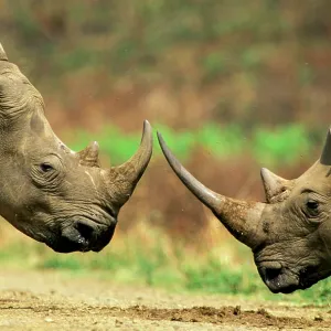 White Rhinoceros - About to butt horns in territorial White Rhinoceros - About to butt horns in territorial