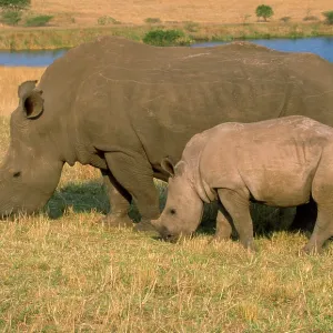 White RHINOCEROS - Female and calf grazing White RHINOCEROS - Female and calf grazing