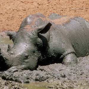 White Rhinoceros - wallowing in mud White Rhinoceros - wallowing in mud