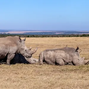 White rhinos group resting in Laikipia savanna in White rhinos group resting in Laikipia savanna in