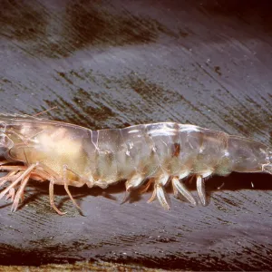 WHITE SHRIMP - SIDE VIEW WHITE SHRIMP - SIDE VIEW