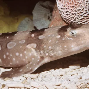 White-Spotted Bamboo Shark - On Sea Bed White-Spotted Bamboo Shark - On Sea Bed
