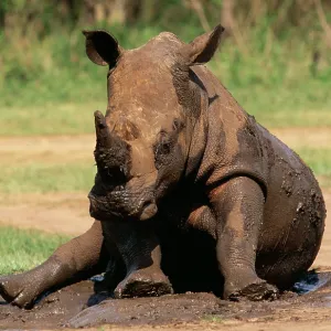 White / Square-lipped RHINOCEROS - Wallowing in mud White / Square-lipped RHINOCEROS - Wallowing in mud