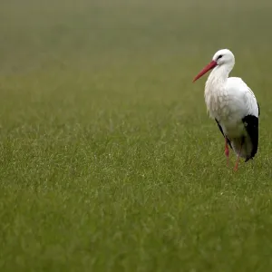 White Stork White Stork