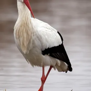 White Stork - searching for food in a pond White Stork - searching for food in a pond
