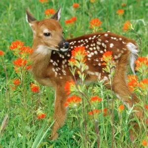 White-tail Deer - fawn in orange paintbrush wild White-tail Deer - fawn in orange paintbrush wild