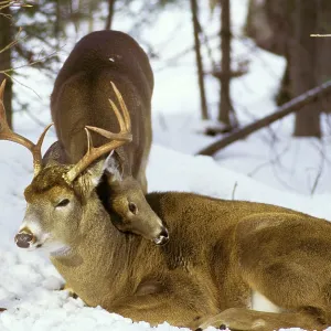 White-tailed DEER - buck with doe during fall rutting season