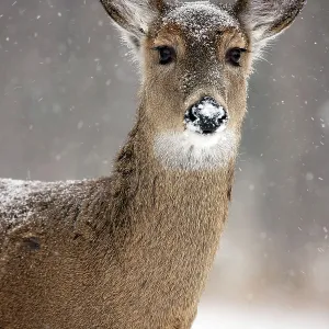 White-tailed deer - doe