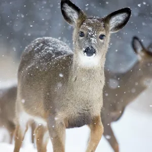 White-tailed Deer - Doe in snow