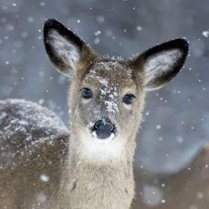 White-tailed Deer - Doe in snow