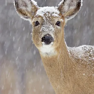 White-tailed Deer - doe in winter snow