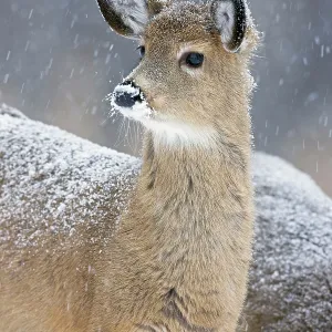 White-tailed Deer - Fawn in snow