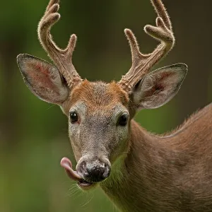 White-tailed Deer / Whitetail New York, USA