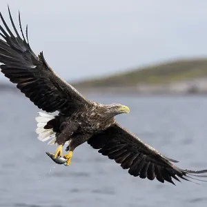 White-tailed eagle White-tailed eagle