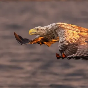 White-tailed eagle White-tailed eagle