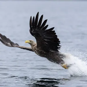 White-tailed eagle White-tailed eagle