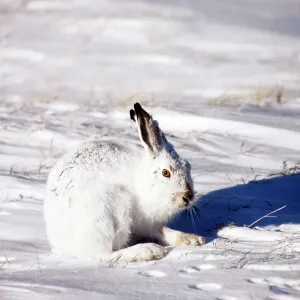 White-tailed Jack Rabbit White-tailed Jack Rabbit