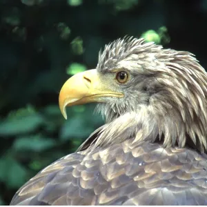 White-tailed Sea / Grey Sea EAGLE - close-up of White-tailed Sea / Grey Sea EAGLE - close-up of