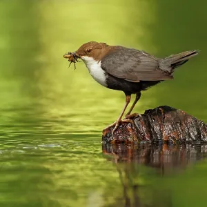 White-throated Dipper adult at river with prey White-throated Dipper adult at river with prey