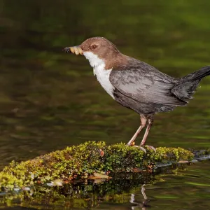 White-throated Dipper adult at river with prey White-throated Dipper adult at river with prey
