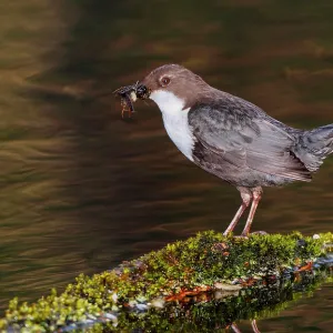 White-throated Dipper adult at river with prey White-throated Dipper adult at river with prey