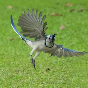 White-throated Magpie-jay White-throated Magpie-jay