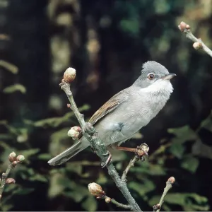 WHITETHROAT - perched on twig with buds WHITETHROAT - perched on twig with buds