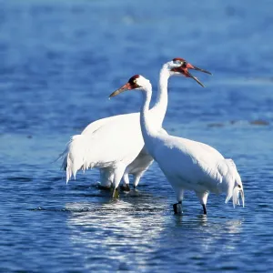 WHOOPING CRANE - x two in water WHOOPING CRANE - x two in water
