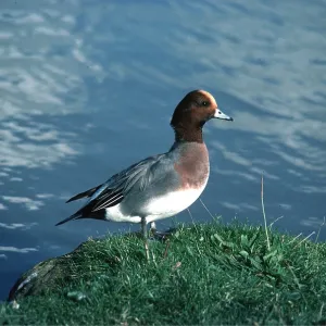 WIGEON DUCK - stands near water WIGEON DUCK - stands near water