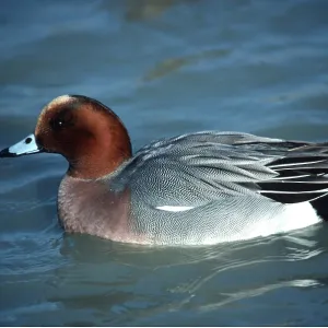WIGEON - male on water WIGEON - male on water