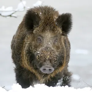 Wild Boar in snow