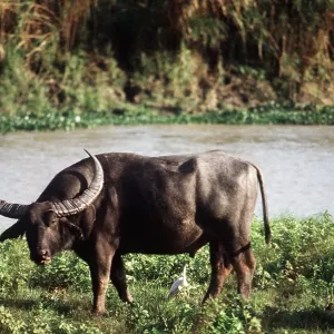 WILD BUFFALO - bull, by water