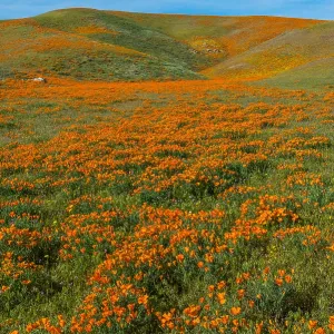 Wild California Poppies (Eschscholzia californica) Wild California Poppies (Eschscholzia californica)