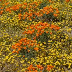 Wild California Poppies (Eschscholzia californica) Wild California Poppies (Eschscholzia californica)