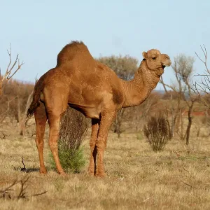 Wild Camel