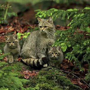 Wild Cat adult with kittens controlled conditions