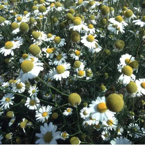 Wild CHAMOMILE / Scented Mayweed - mass Wild CHAMOMILE / Scented Mayweed - mass