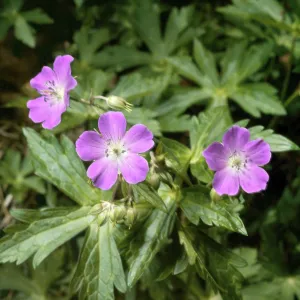 Wild Geramium Wild Geramium