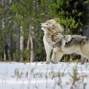 Wild Grey Wolves - greeting in snow - closer wolf