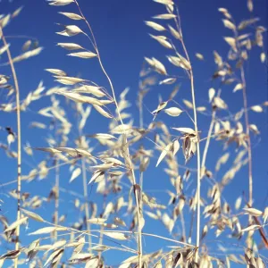 WILD OATS - Common Weed in grain growing provinces WILD OATS - Common Weed in grain growing provinces