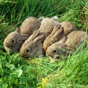 Wild RABBIT x four babies Wild RABBIT x four babies