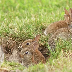 Wild Rabbits - young