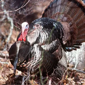 WILD TURKEY - with tail feathers displayed WILD TURKEY - with tail feathers displayed