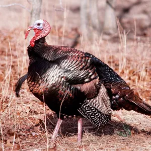 WILD TURKEY - side view WILD TURKEY - side view