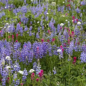Wildflowers--lupine, heather, paintbrush, valerian Wildflowers--lupine, heather, paintbrush, valerian