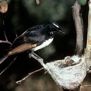 Willie Wagtail Willie Wagtail