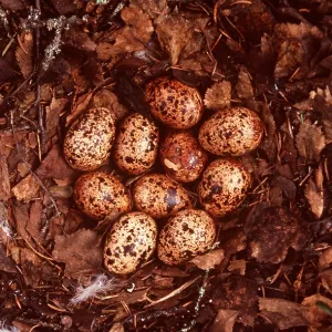 WILLOW GROUSE NEST - with eggs